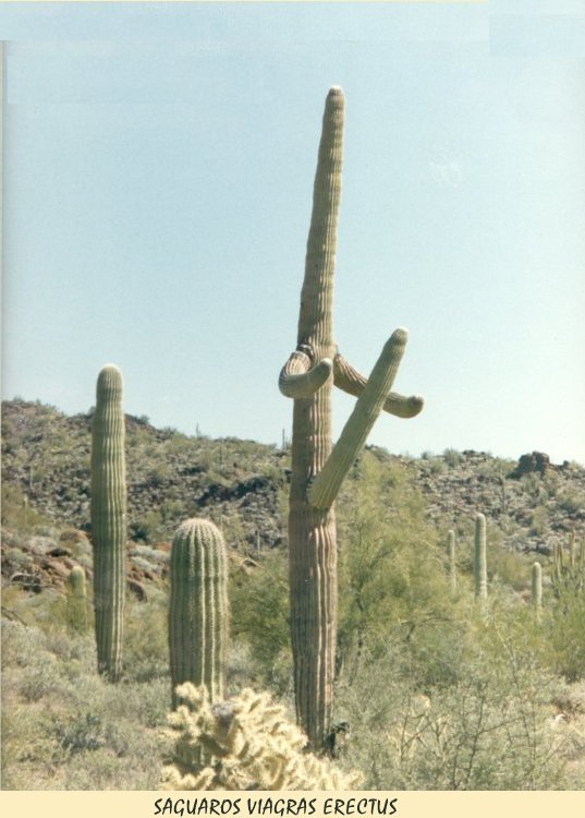 Cactus Viagra