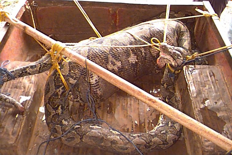 Snake 2