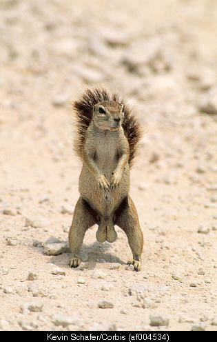 Squirrel nutz